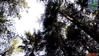 Long and huge green trees in winter