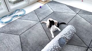 Kitten Vs Older Cat