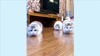 Funny Dogs And Cats| funny video clips | New123