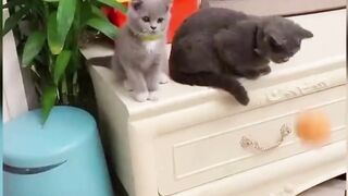 Funniest Animals 2023 Funniest Cats #cats that looks like play with each other and they are naughty