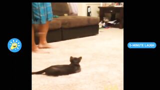 Best Funny Videos - Funny Compilation Happen Unexpectedly