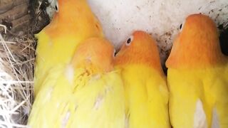 Very cuet babies