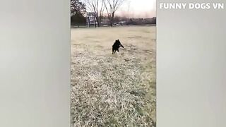 Funny Dogs-Funniest Animals On Earth – Welcome New Year 2023 - Funny Dogs And Cats Videos