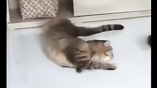 Funniest Animals Videos Best Of The 2022 #shorts #animals #cat #dog