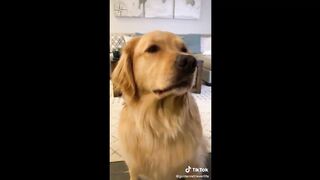 The Best Golden Retriever Tiktok Compilation !