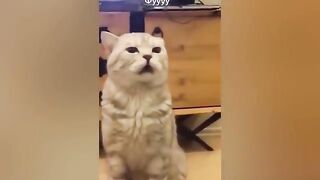 Funny Cats video, Funny animal, Funny monkey,  Funny dog and cat video, animal funny video