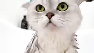 Spa Day.  cats video