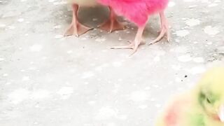 Chicken, ducks and rabbits are playing to gether