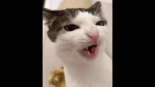cute funny kitten