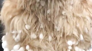 The Best Golden Retriver Tiktok Compilation that will melt your heart!