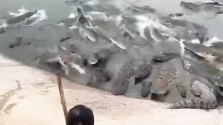 this crocodile was interested in eating something else