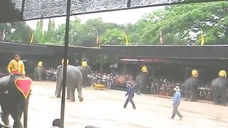 Тайланд._Шоу_слонов.(480p).