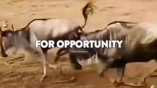 opportunities