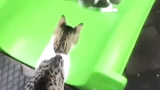 You laugh, You lose Funniest Animals part 2