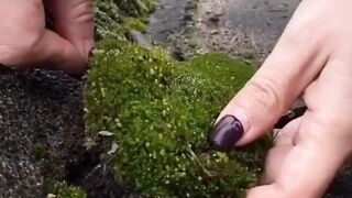 Natural Plant