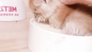 funny cat video/ funny pet