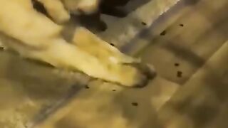 You laugh, You lose  Funniest Animals  Part 3