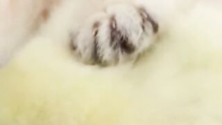 kitten_with_chick_in_deep_sleep????