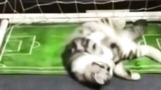 cat_acts_as_goal_keeper