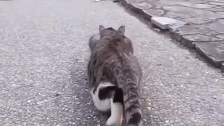 Bird hunting