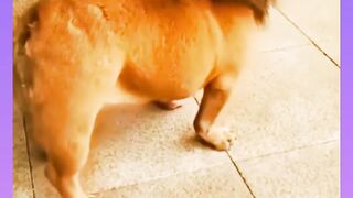 short_Funny_video
