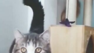 cat_in_suspence_mode????????