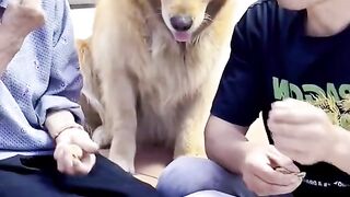 Dog video | funny video for dog