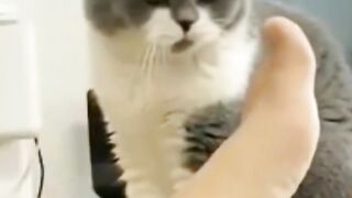 Cat_licking_man's_feet????