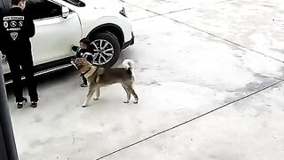 The dog is good guardian