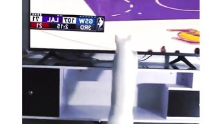 Fun cat