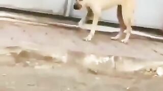 Dancing Dog funny