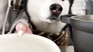 How to make chicken soup for dog