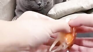Funny Cats - cute animals #22