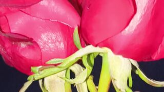 Rose Flower