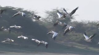 Birds Flying