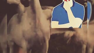 Reality of horse ll mr Marcy