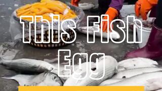 This Fish Egg Costs a Fortune?!