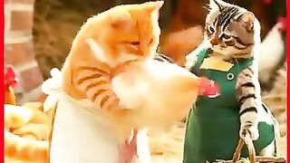 Chef Cat 5 Menu