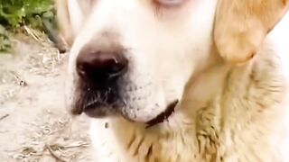 Funny dog video