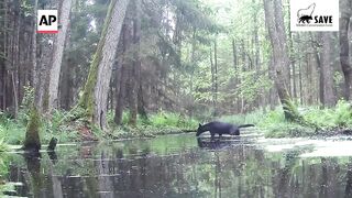 Pair of rare black wolves caught on camera in Poland.