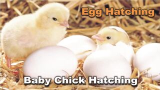 Baby Chick Hatching Egg Hatching