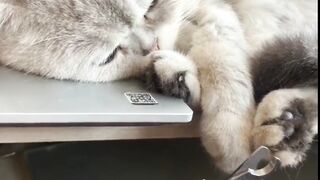 Meong’s Tantrum – A Cat’s Hilarious Mood Swing!