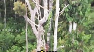 A Tribe That Lives 50 Meters Above the Ground?!