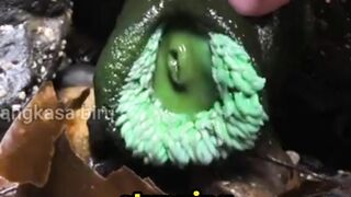 This "Beautiful" Creature is Actually Deadly!