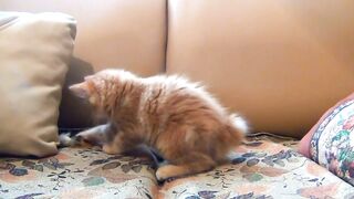 Cat and Rat Playing ????????‍♂️????????"