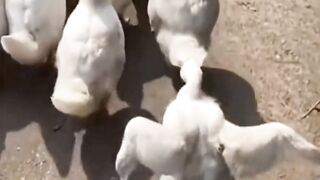 Funny walk????