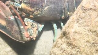 Menangkap udang besar d dasar laut