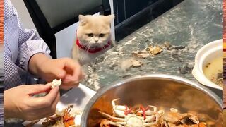 "When a cat turns into a seafood connoisseur... ????????????️ Who knew crab could be a feline delicacy? ???? #FancyFeline #SeafoodLover"