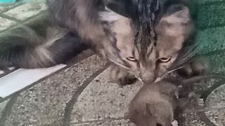 Tiger Brings Tigus Home