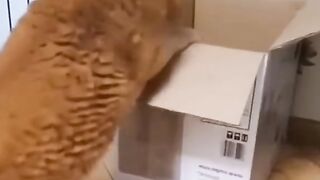 Funny video